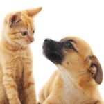 Gatto o cane: quale scegliere per la casa? Vita domestica: il miglior animale da compagnia. Gatto o cane: la scelta giusta per il tuo stile di vita. 