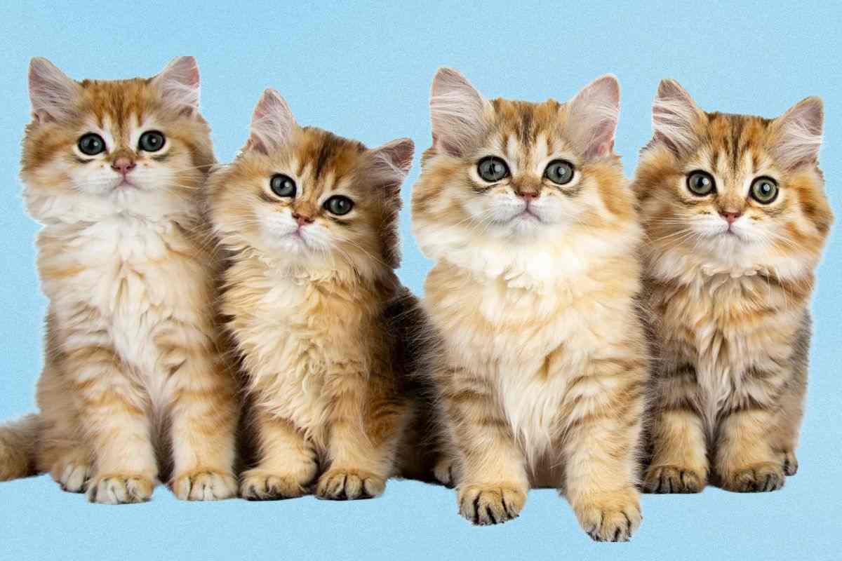 Enpa 2025: un pomeriggio per gli amici a quattro zampe. Sabato 15 marzo appuntamento con Enpa al bar-pasticceria Tentazioni. Unisciti a Enpa: il tesseramento 2025 a sostegno degli animali. Solidarietà e amore per gli animali: l'evento di Enpa del 15 marzo.